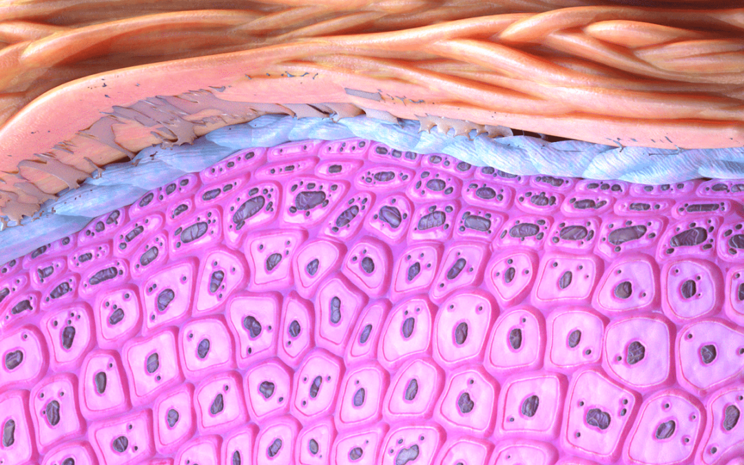 Temperature Regulates Melanin Synthesis in Melanocytes